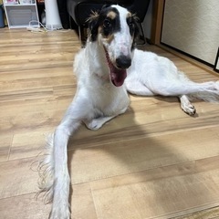 ボルゾイ　メス　1才　里親募集