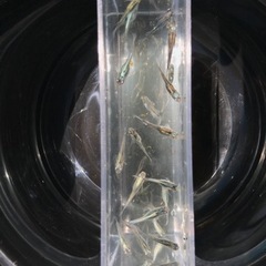 ②【黒百式】メダカ　卵　25個+ α 郵送配達対応可の画像