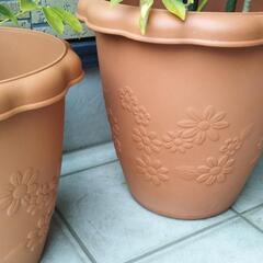 値下げ🌱🌱カポック鉢②セットの画像