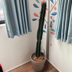 柱サボテン