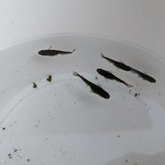 メダカ　黒蜂めだか