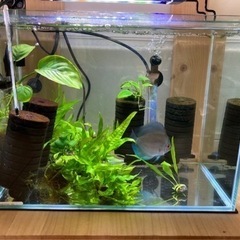 アクアリウム熱帯魚ディスカス一式♪