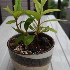 つつじ
