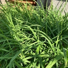ニラの苗　　　10本位　100円　再開します