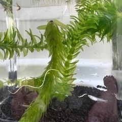 ミックス仔メダカ3匹　ミナミヌマエビ3匹　水草2種の画像