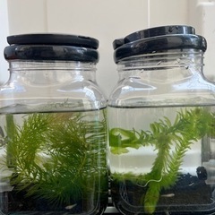 ミックス仔メダカ3匹　ミナミヌマエビ3匹　水草2種