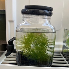 ミックス仔メダカ3匹　ミナミヌマエビ3匹　水草2種の画像