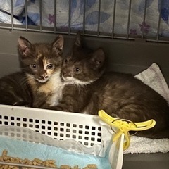 【決まりました】子猫 1ヶ月ぐらい  おっとり可愛い子 - 猫