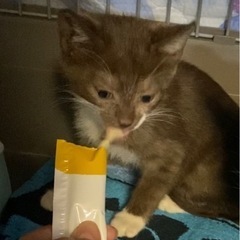 【決まりました】子猫 1ヶ月ぐらい  おっとり可愛い子 - 大阪市
