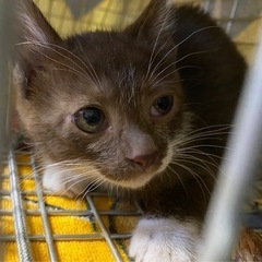 【決まりました】子猫 1ヶ月ぐらい  おっとり可愛い子 − 大阪府
