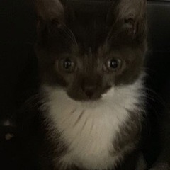 【決まりました】子猫 1ヶ月ぐらい  おっとり可愛い子