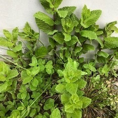 【無料】ハーブ　スペアミントの画像