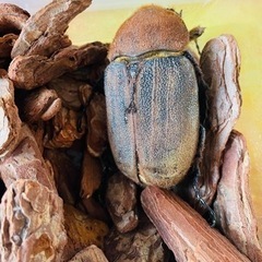 ヘラクレス　メス単の画像