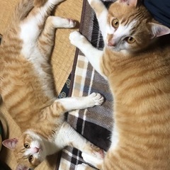 とっても美男キジトラ茶猫2匹(決まりました