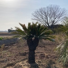 宮城県　仙台　ソテツ　ヤシの木