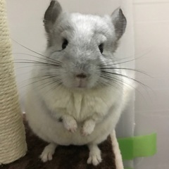 チンチラ　オス　1才1ヶ月
