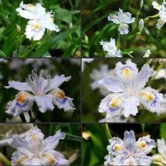 あやめ科シャガの花 別名 胡蝶花 常緑多年草2株380円 3株450円