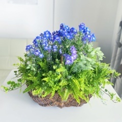 5/28(土)お洒落なバスケットを使った花の寄せ植え教室の画像
