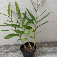 ショウガ50cm~60cm