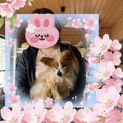 犬のお悩み解決