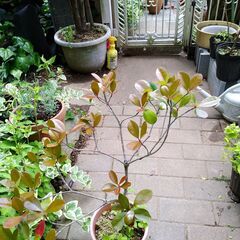 植木　モッコク