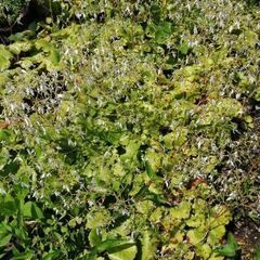 ユキノシタ　花