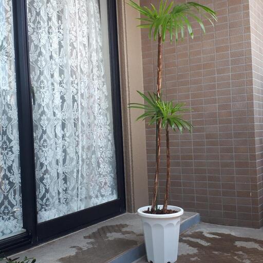 観葉植物シュロ竹
