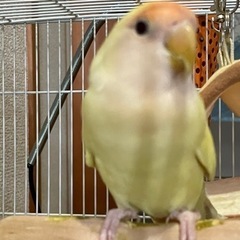 コザクラインコ　里親決まりました！