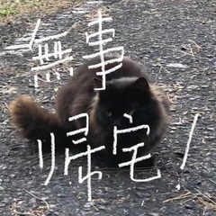 迷い猫