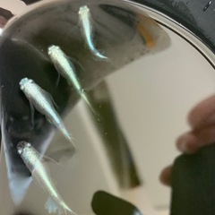 星河ヒレ長メダカ成魚4匹1680円の画像
