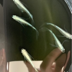 星河ヒレ長メダカ成魚4匹1680円の画像