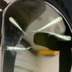 星河ヒレ長メダカ成魚4匹1680円の画像