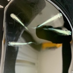 星河ヒレ長メダカ成魚4匹1680円の画像