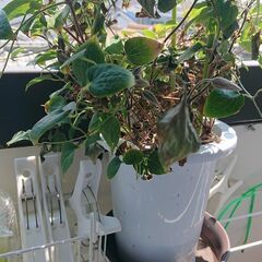 クレマチスの 紫の花 ガーデニング