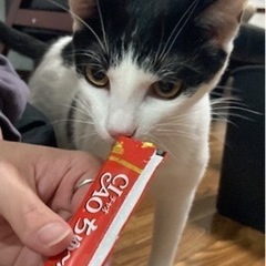 決まりました。 - 猫
