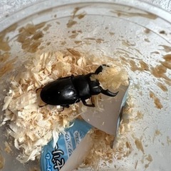 取引中　オキナワヒラタ♂2匹WD個体の画像