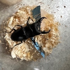 取引中　オキナワヒラタ♂2匹WD個体