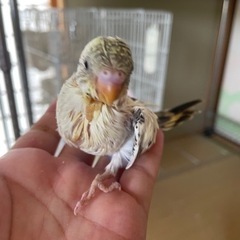 セキセイインコ　4色ハルクイン生まれています🐣の画像