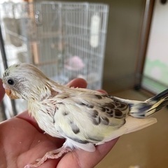 セキセイインコ　4色ハルクイン生まれています🐣 - 宇部市