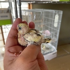 セキセイインコ　4色ハルクイン生まれています🐣 - 地元のお店