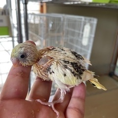 セキセイインコ　4色ハルクイン生まれています🐣 − 山口県