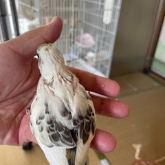 セキセイインコ　4色ハルクイン生まれています🐣 - ペット