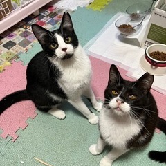 猫空✈️シリーズ❣️エジプシャンマウMIX❣️コケティッシュな白...
