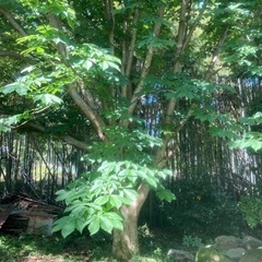 竹いかがですか。