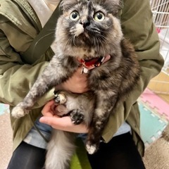 猫空✈️シリーズ❣️ペルシャMIX❣️美しいキャリコサビ柄の長毛...