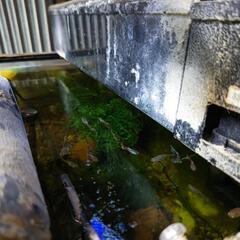 熱帯魚差し上げます