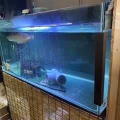 ポンプ不調の為最終値引き⭐︎高級大型特厚ガラス水槽　1300✖️...