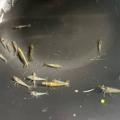 ミナミヌマエビ10匹　