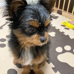 チワプー男の子★5月30日で5歳になります