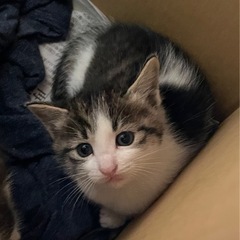 保護猫1ヶ月　再募集します